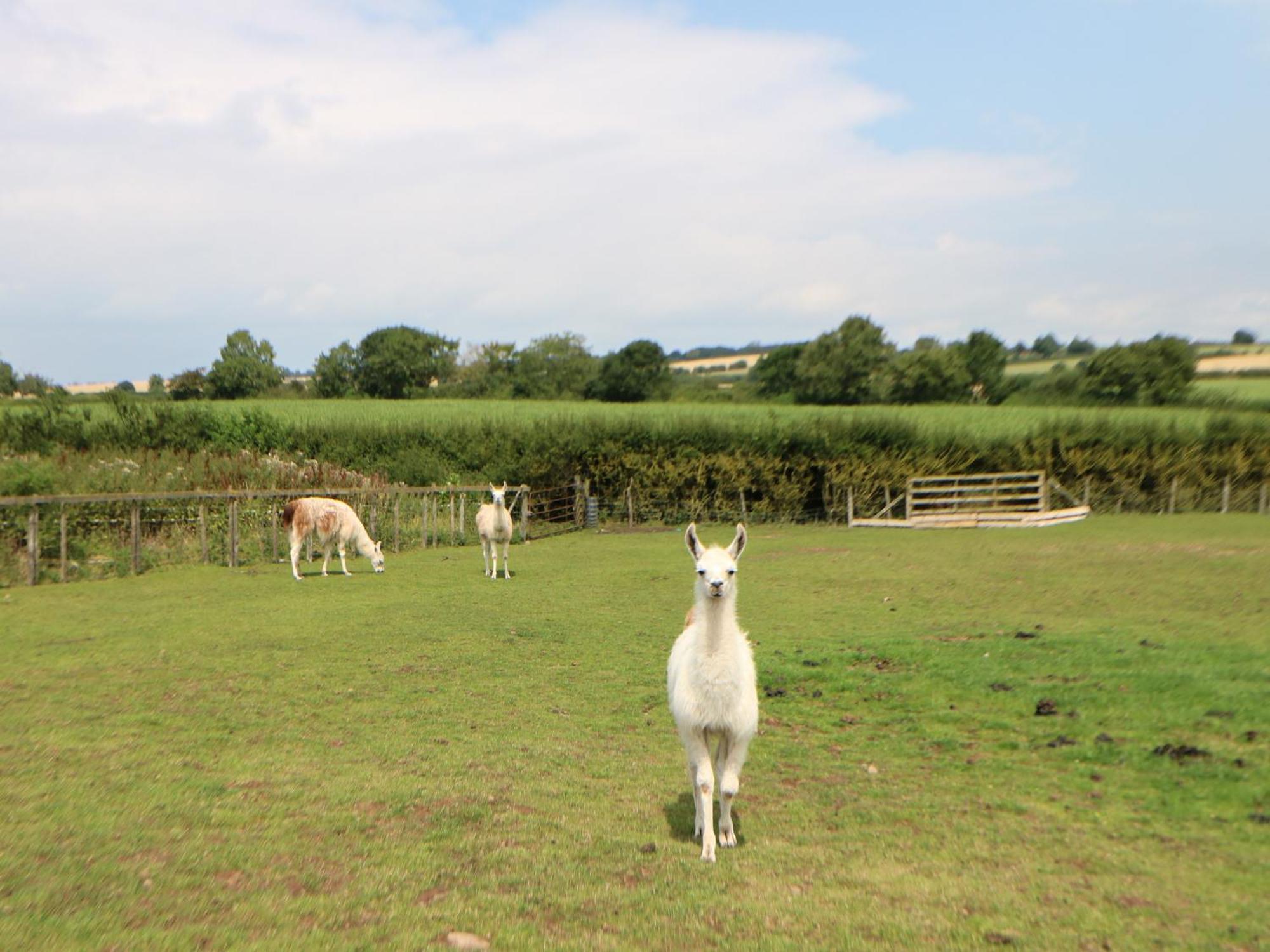 Villa Cornfield Northallerton Exterior foto